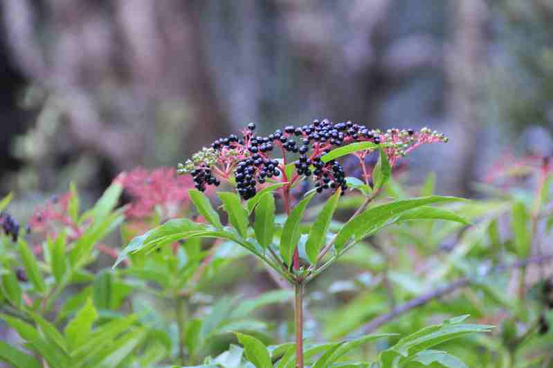 Sambucus ebulus